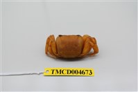 藏品(中華沙蟹)的圖片